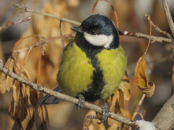 Синица крупным планом