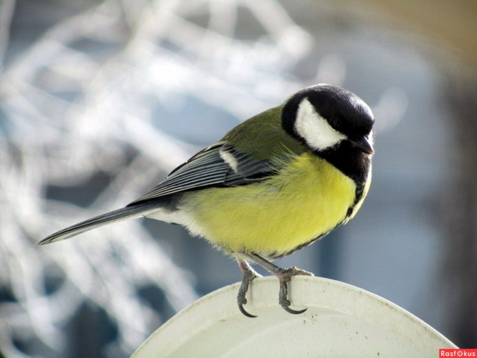 Синица с белой грудкой