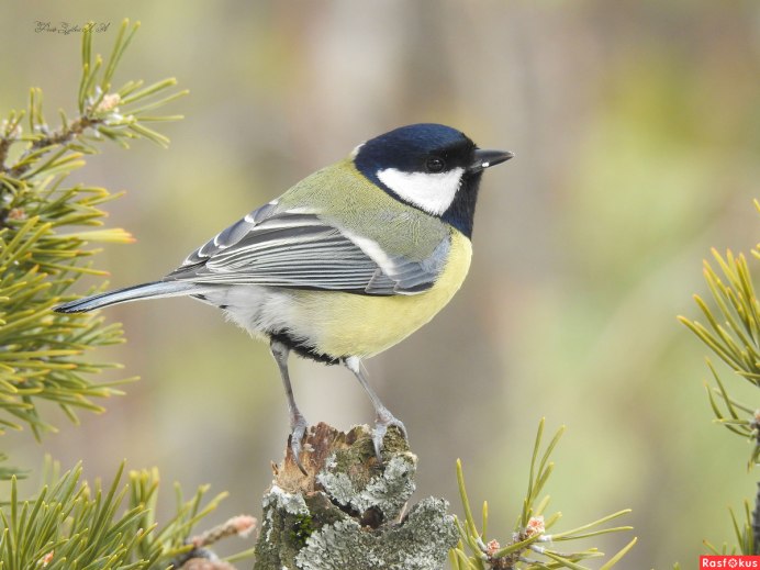 Обыкновенная лазоревка и синица