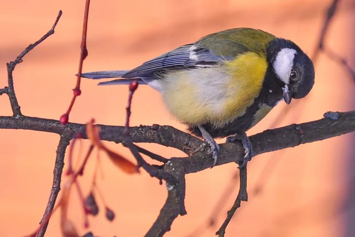Лазоревка и большая синица