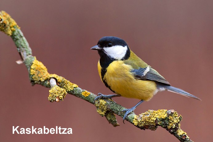 Синицы России