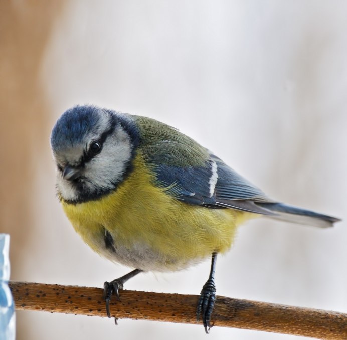 Синица Parus Major