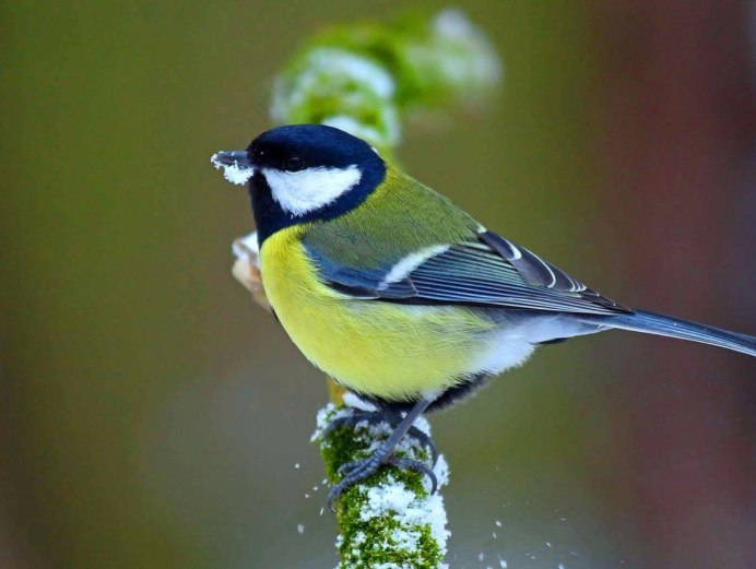 Агафий полухлебник