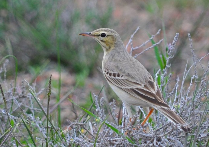 Луговой конек