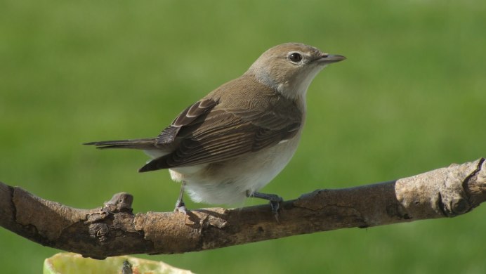 Певчие птицы Донбасса