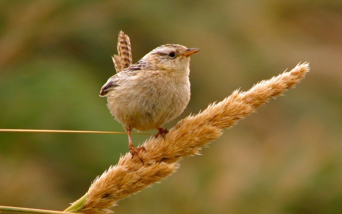 Длиннохвостая синица в Якутии