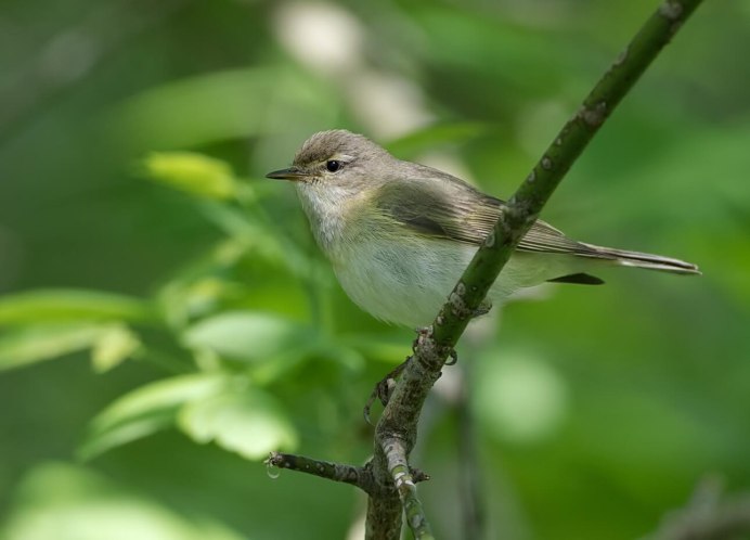 Птица пеночка весничка