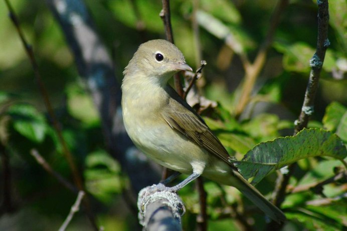 Иволга ягода
