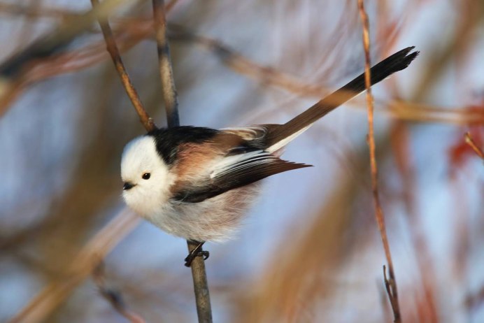 Пеночка трещотка птица фото