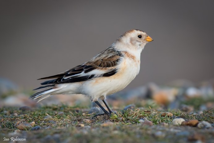 Серая птичка Ленинградской области
