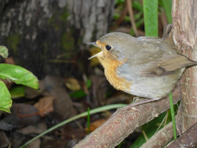 Лесная мухоловка