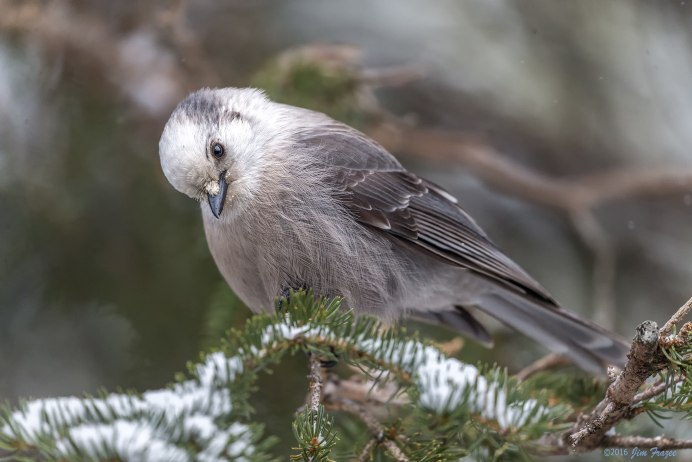 Серо-коричневая птица