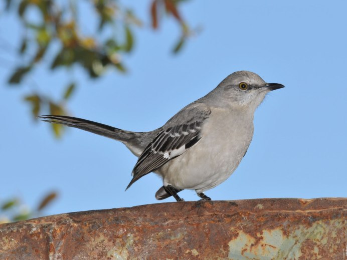 Маленькие серенькие птички