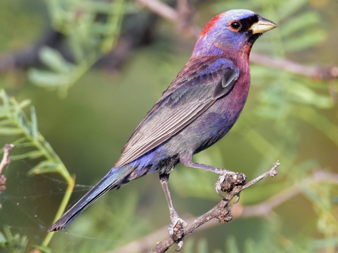 Маленькая серая птичка с красивым голосом