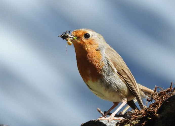 Полевой конек птица