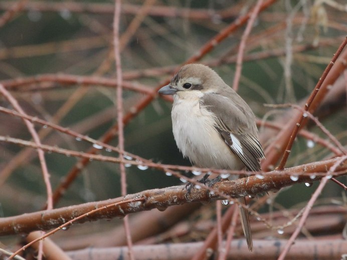 Светлобрюхая пеночка