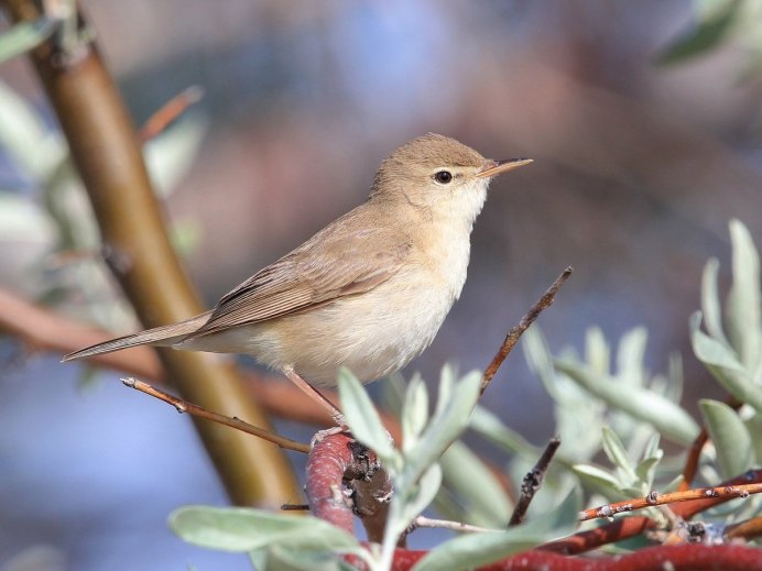 Гималайская Сойка