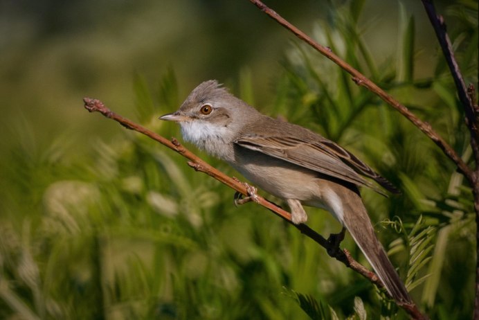 Зеленец птица фото