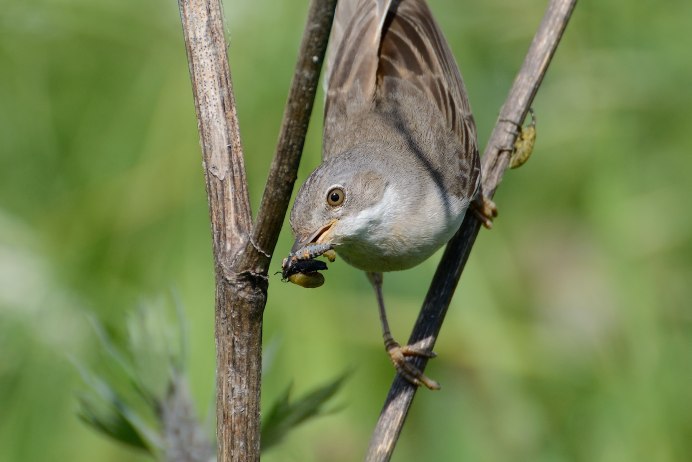 Серая птичка с черным клювом
