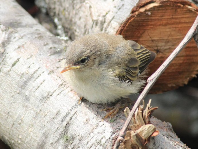 Птица синица длиннохвостая