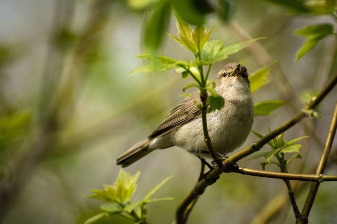 Petroica rodinogaster