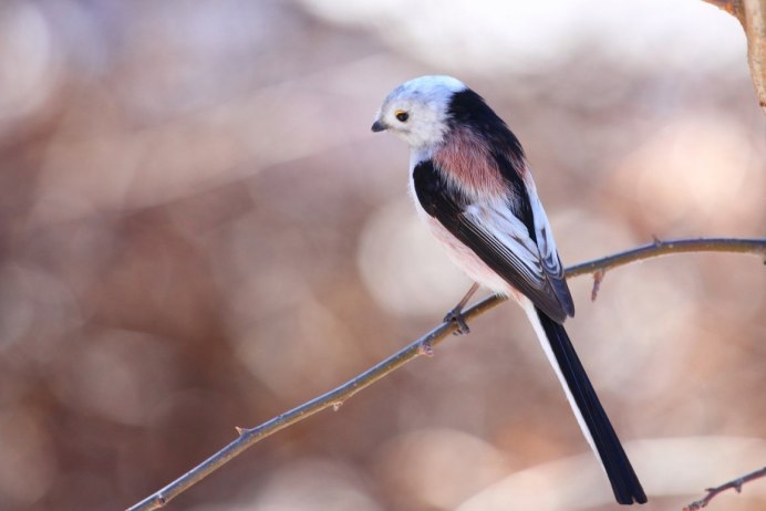 Ополовник кавказский ареал