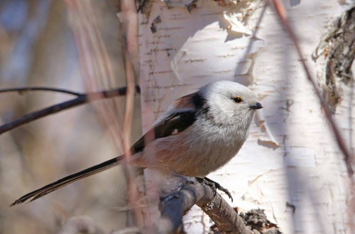 Обыкновенная горихвостка (Phoenicurus Phoenicurus)