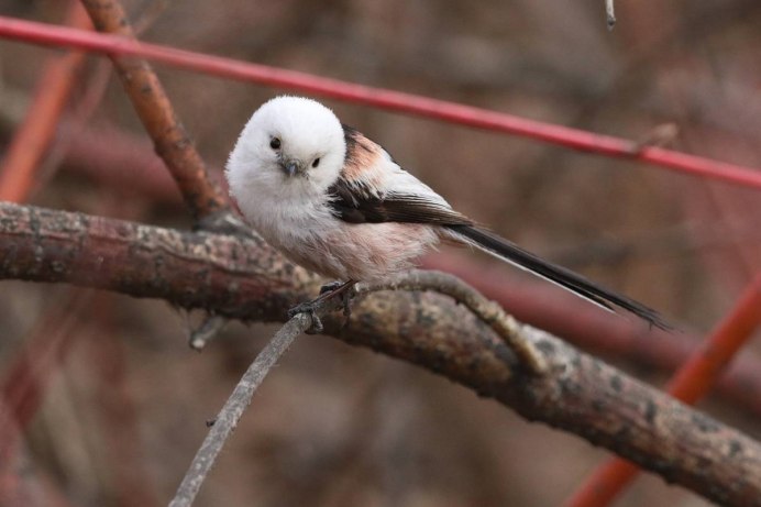 Синица ополовник