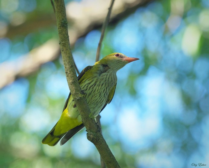 Белая синица длиннохвостая