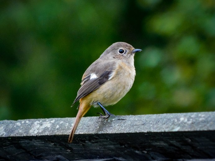Маленькая серая птичка