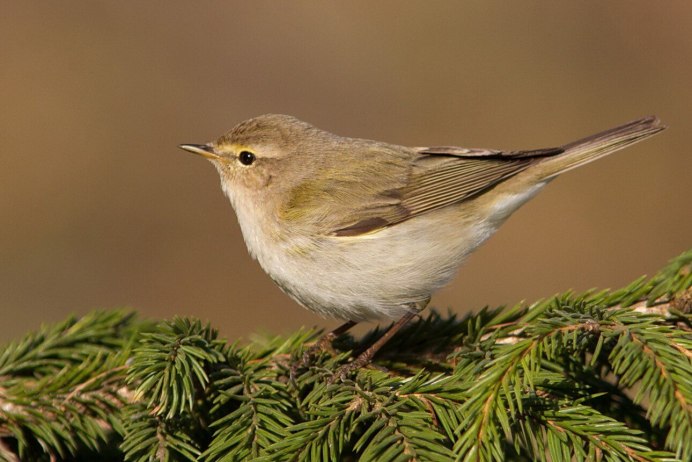 Тетерев обыкновенный