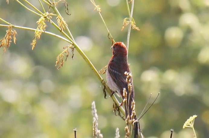 Серая мухоловка птица
