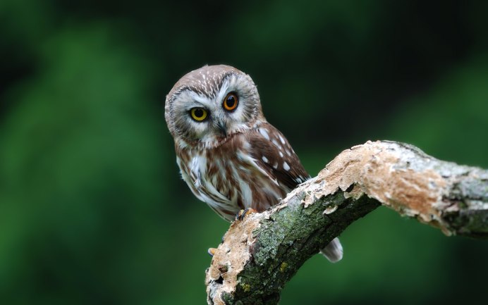 Филин (the Owl) 1991