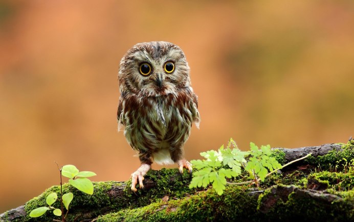Bubo africanus