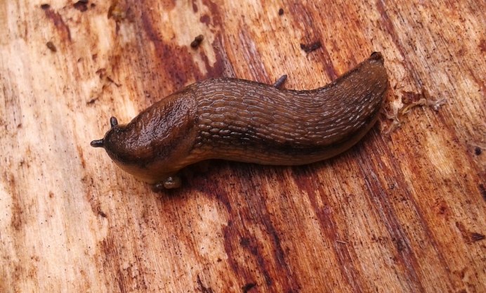 СЛИЗЕНЬ Arion lusitanicus