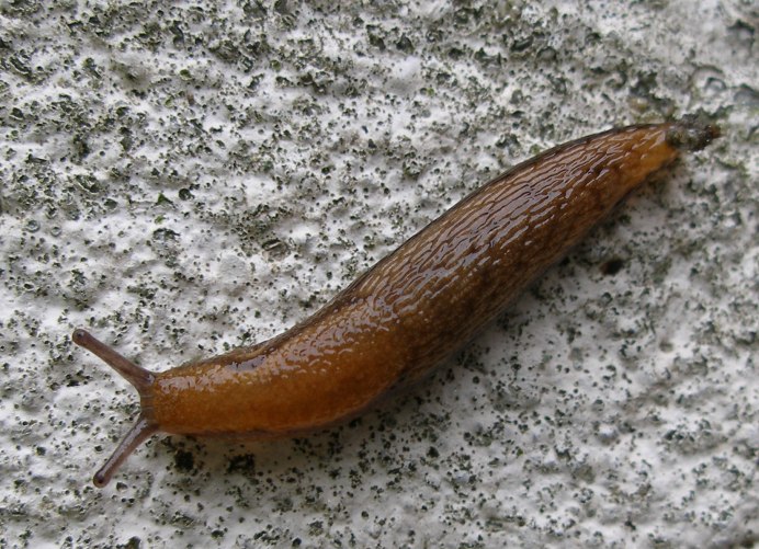 СЛИЗНЯК Limax Maximus