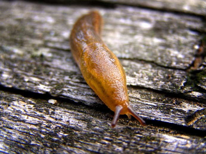 Arion lusitanicus слизняки