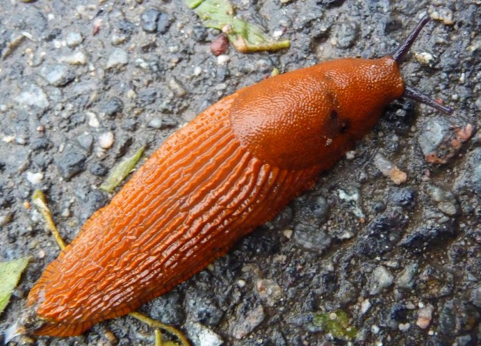 СЛИЗЕНЬ Arion lusitanicus