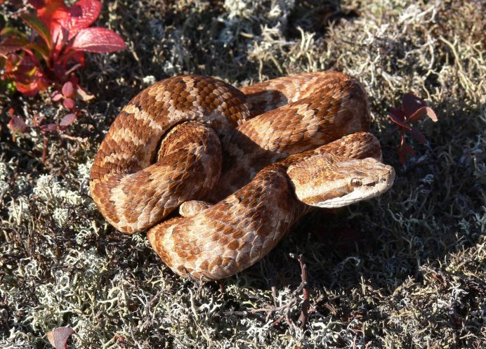 Щитомордник Байкальский змея