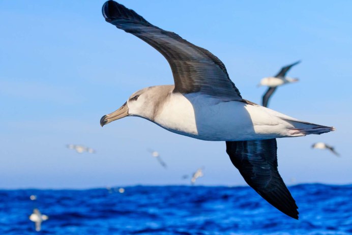 Альбатрос 2015