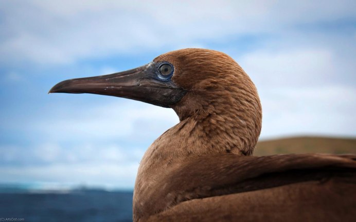 Альбатрос живут на Галапагосских островах
