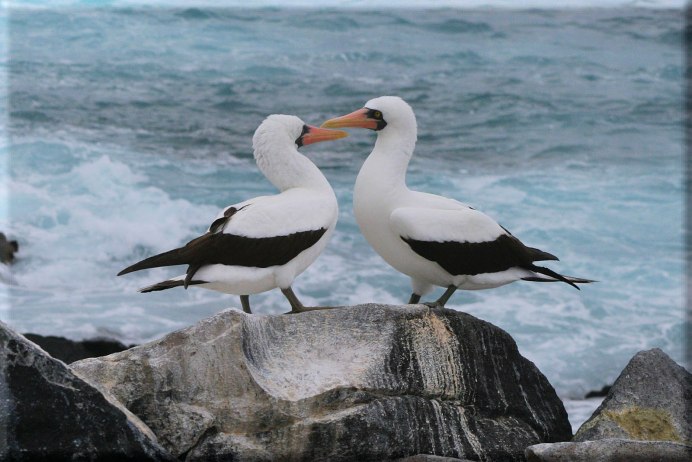 Пеликан ест голубя