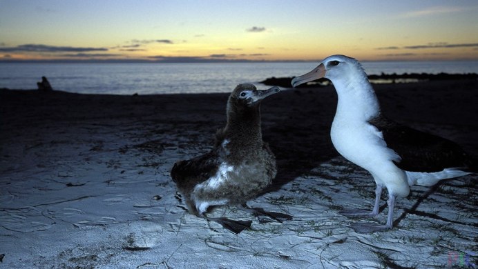 Странствующий Королевский Альбатрос