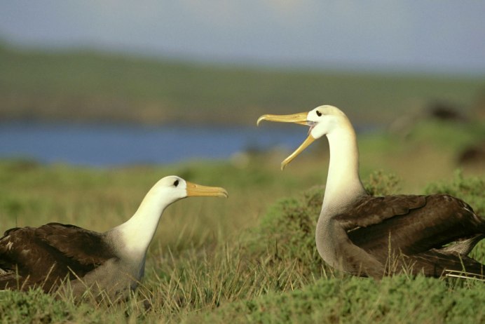 Галапагосские волнистые Альбатросы