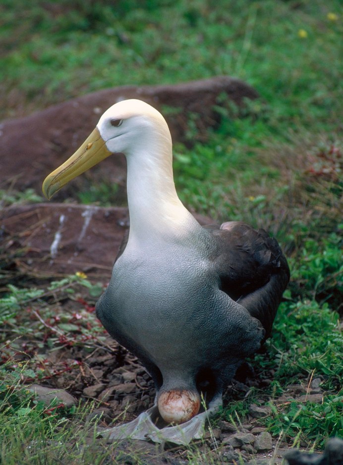 Желтоклювый Альбатрос
