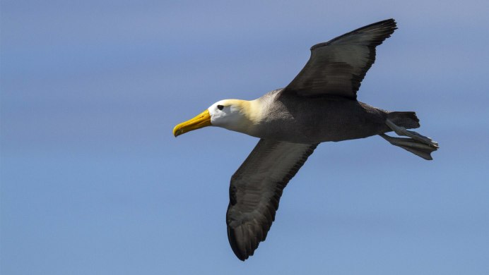 Птенец Альбатроса