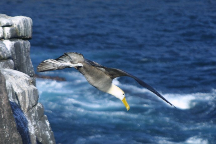 Тристанский Альбатрос