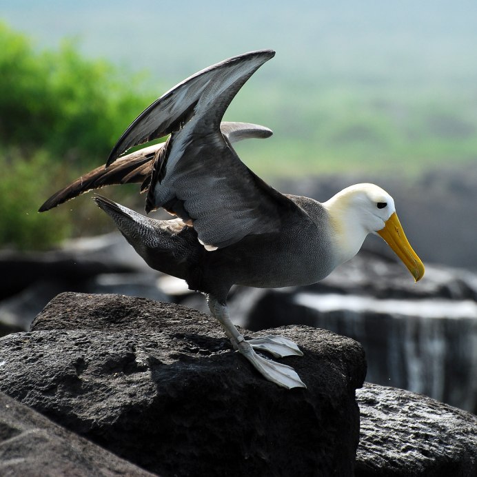 Галапагосский Альбатрос