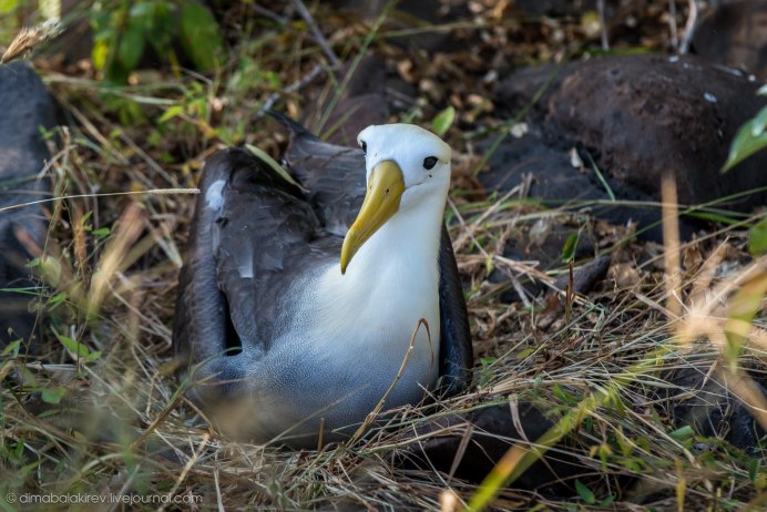 Галапагосский Альбатрос в небе