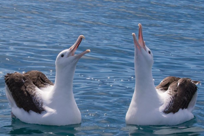 Галапагосский Альбатрос